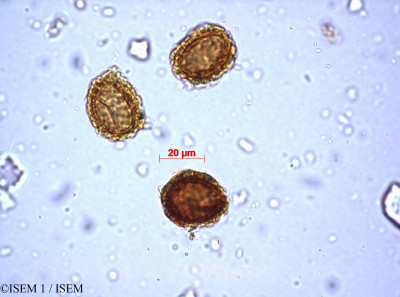 ISEM 1/Isoetes_histrix_80403/Isoetes_histrix_80403_0001(copy)_thumb.jpg